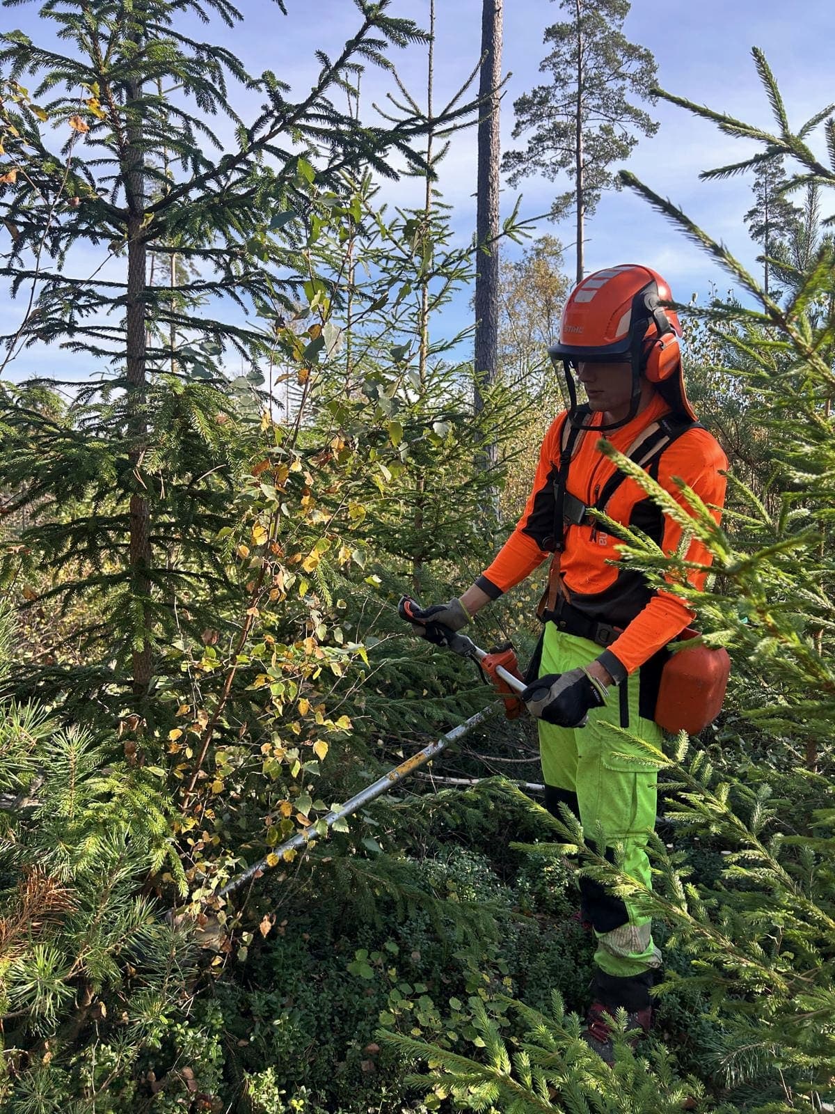 Röjning med röjsåg bland unga granar