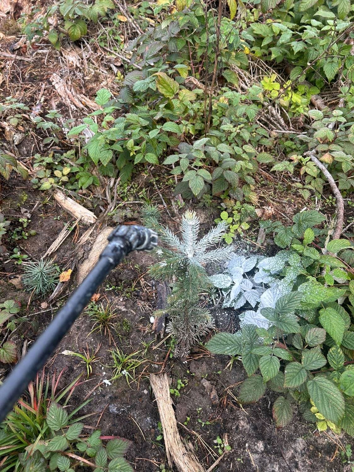 Granplanta som just sprutats med Trico, vitgrå av medlet