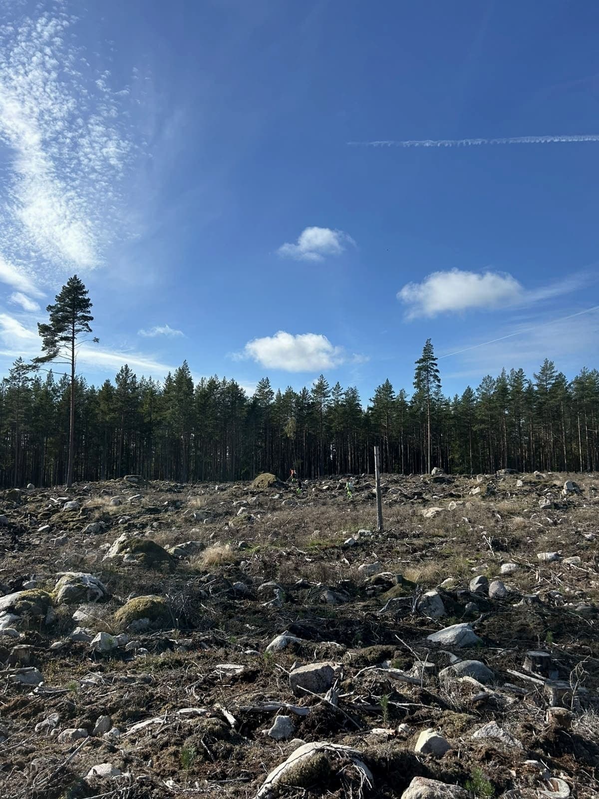 Hygge under blå himmel, med tallskog i bakgrunden