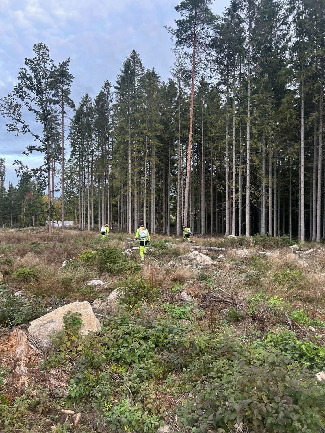 Tre skogsarbetare med ryggsprutor går över hygget mot granskogen
