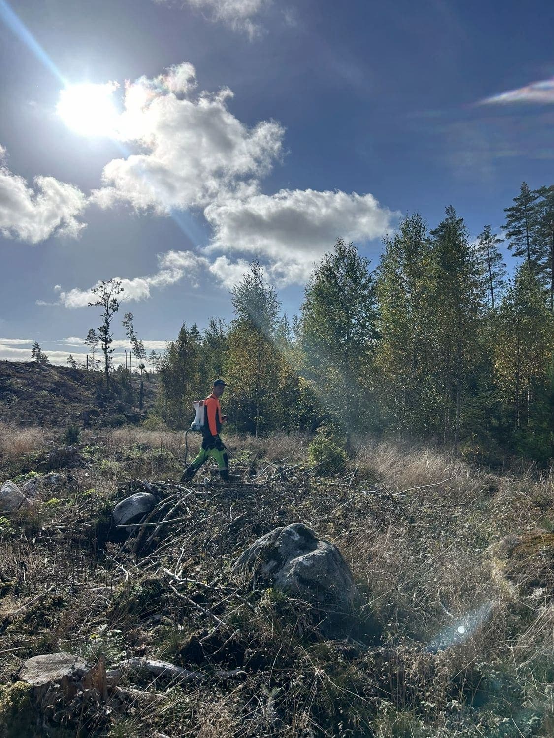Viltbehandling med ryggspruta på ett hygge i höstsol