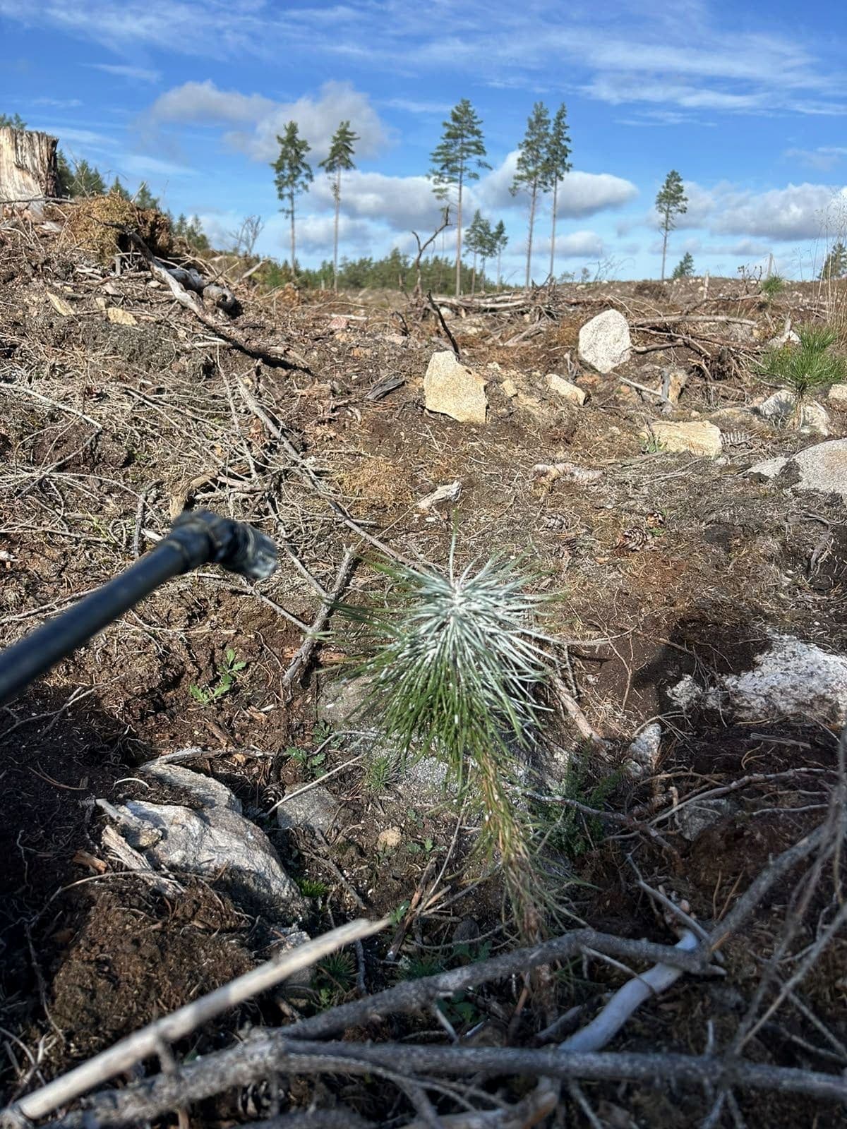 Tallplanta som sprutats med Trico på ett hygge med fröträd i bakgrunden