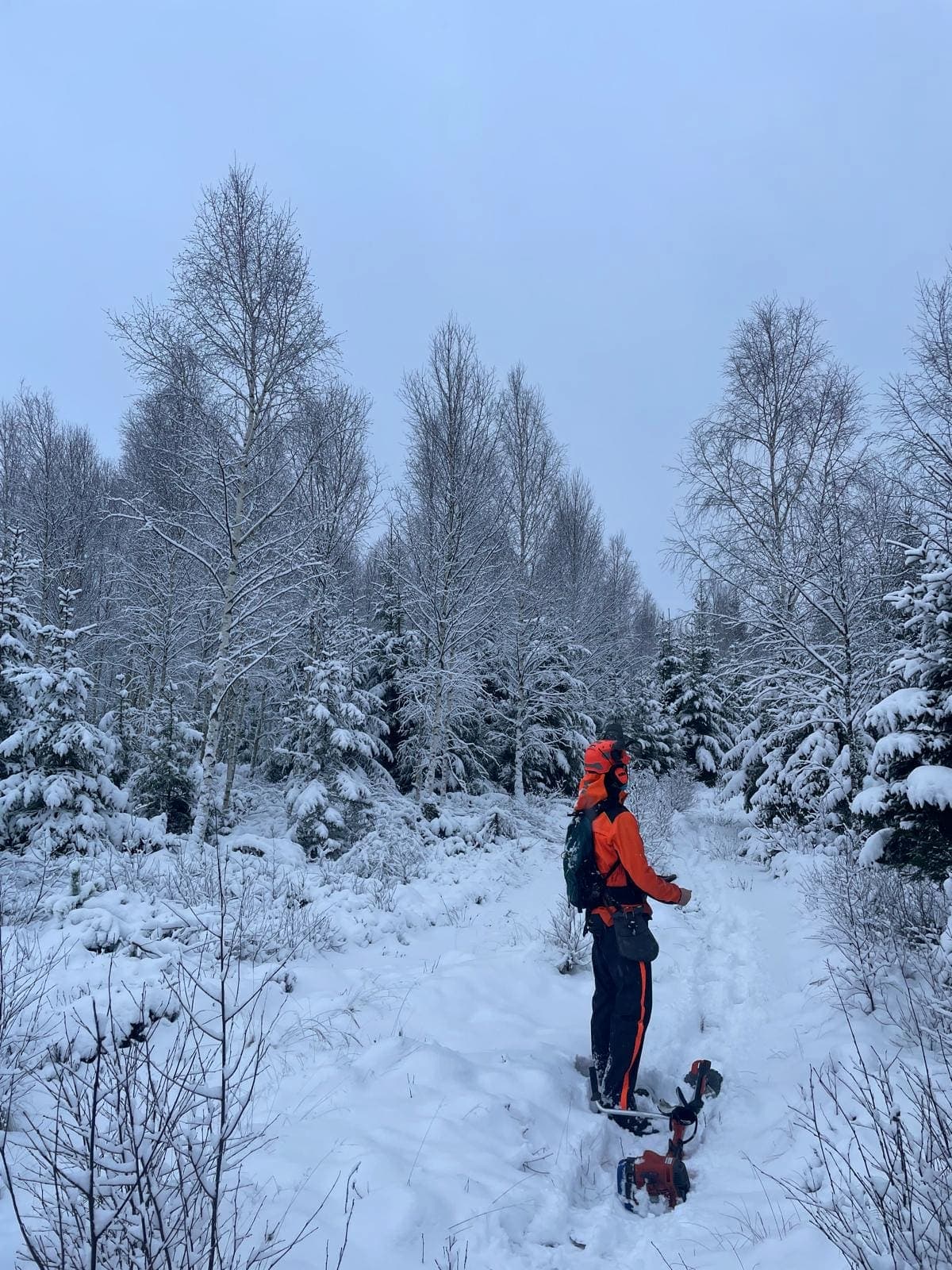 Röjning en vinterdag i snötäckt ungskog